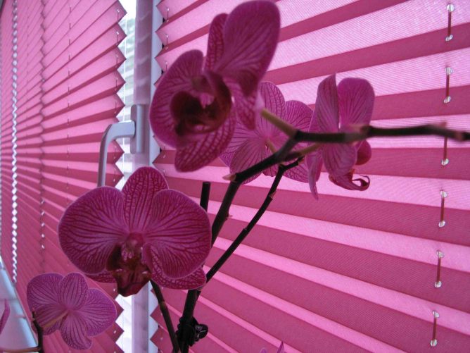 Шторы-плиссе