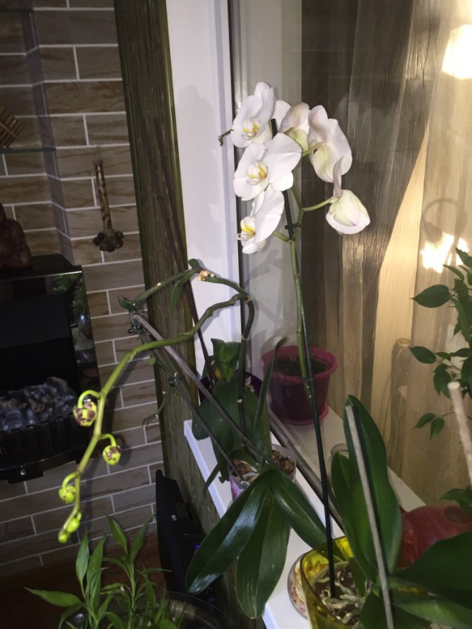 Цветы на балконе