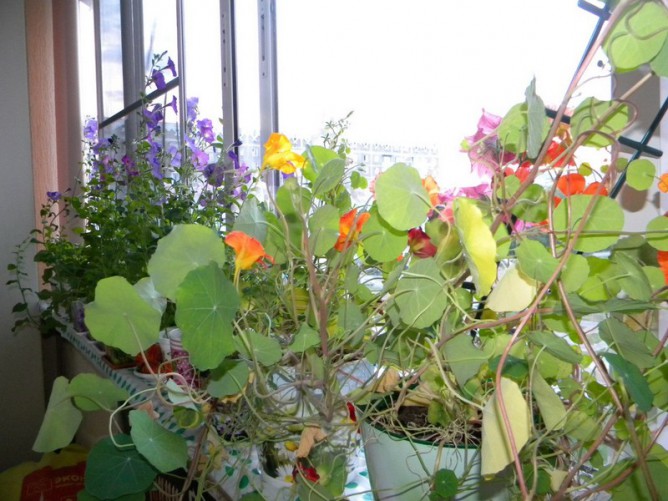 Настурция на балконе