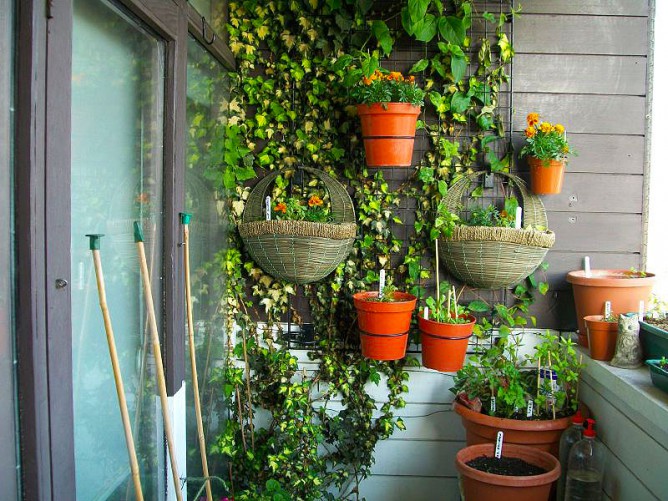 Вьющиеся растения на балконе