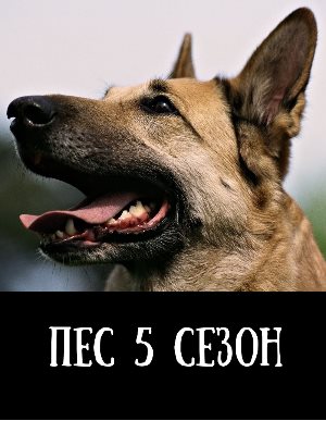 Пес 5 сезон смотреть